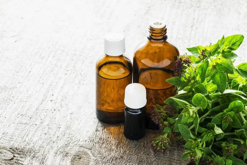 Butelki z olejkiem z oregano, pomocne w walce z grzybicą, obok świeżych gałązek tej rośliny.